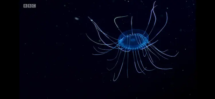 Dinner plate jellyfish sp. ([genus Solmissus]) as shown in Blue Planet II - The Deep